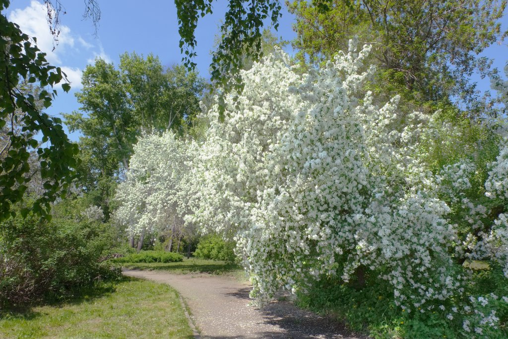 Где Купить Яблоню В Новосибирске