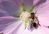 Пчела на Цветке
