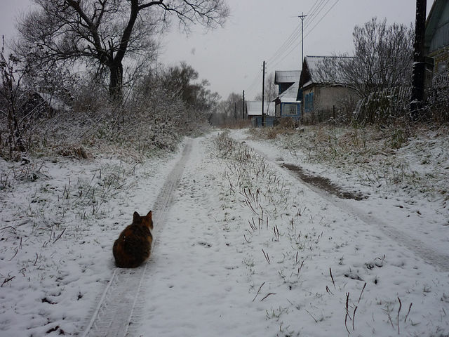 Кот Турковского района