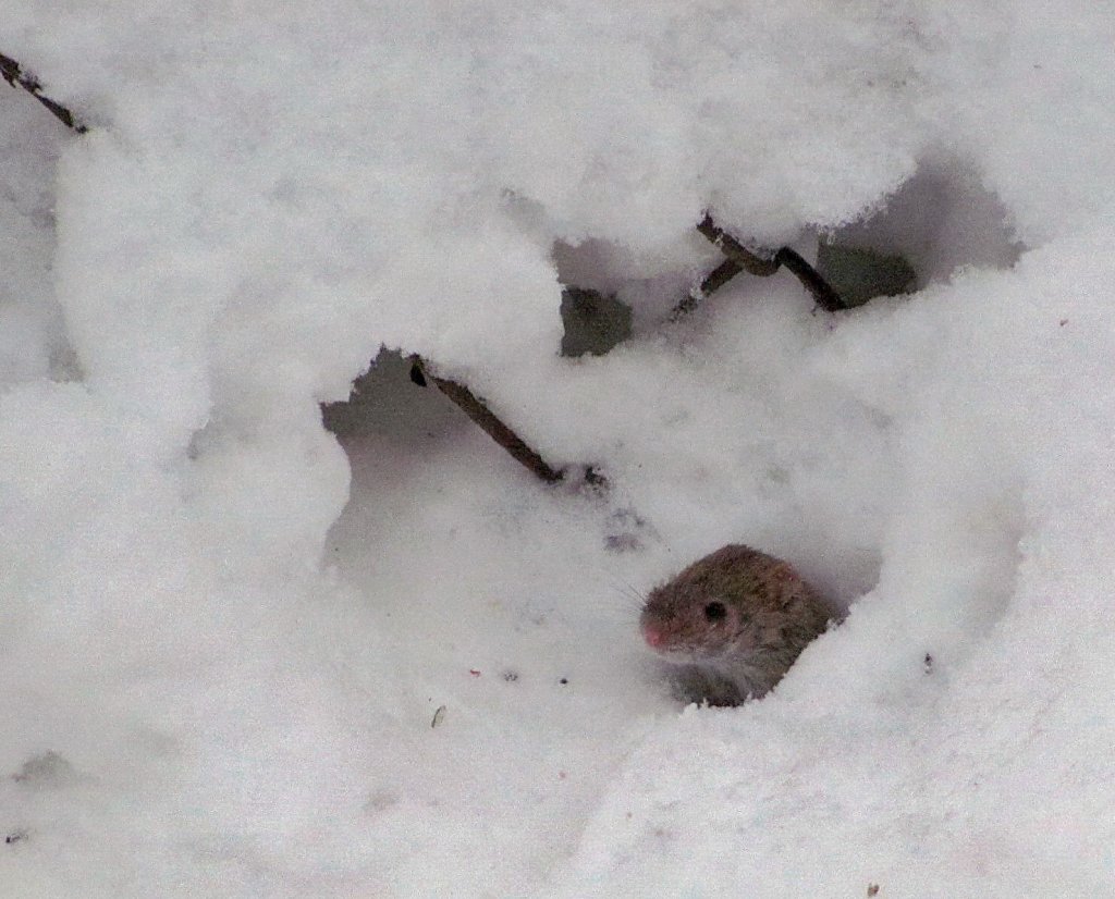 Мышь под снегом