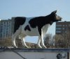 Коровий город (MOS (man on the street) Cow Первый встречный - корова)