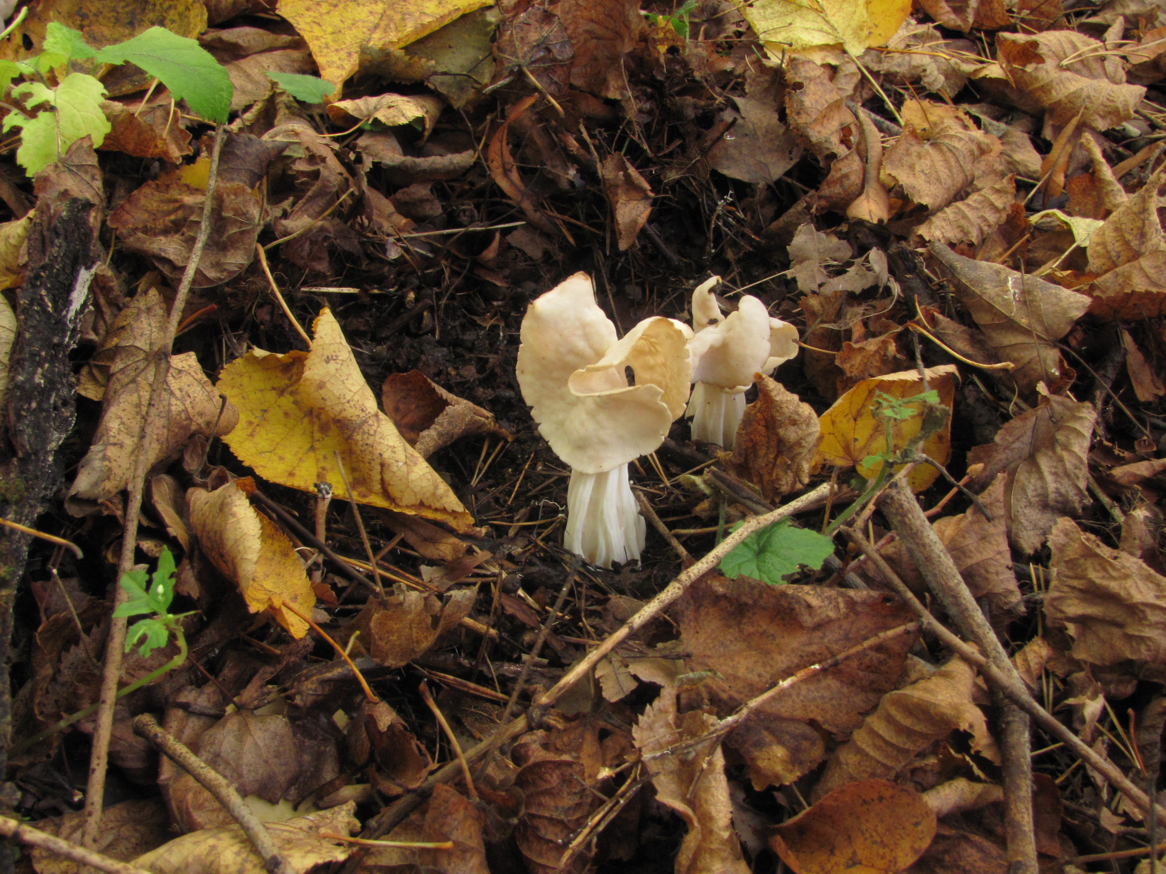 Поздние осенние грибы