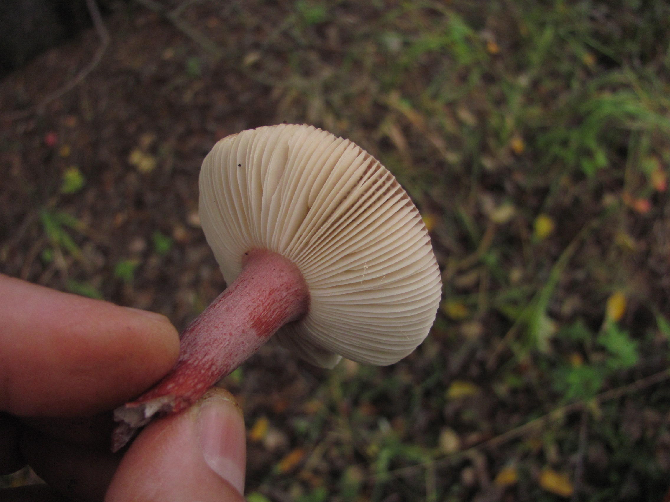 подотавники грибы фото где растут
