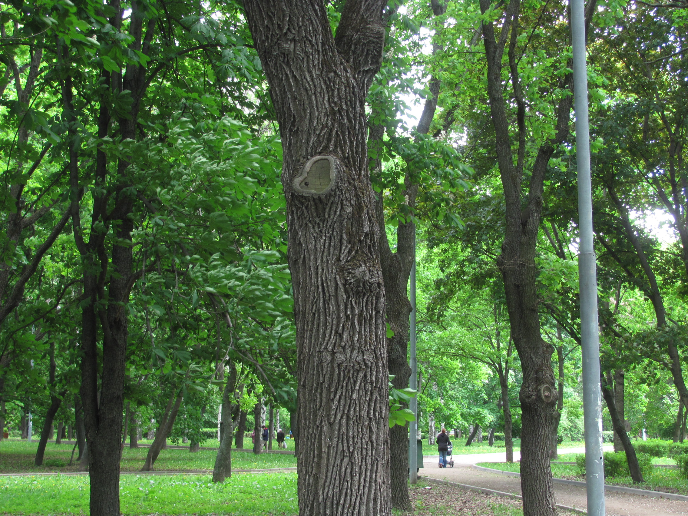 Необычные деревья в Москве