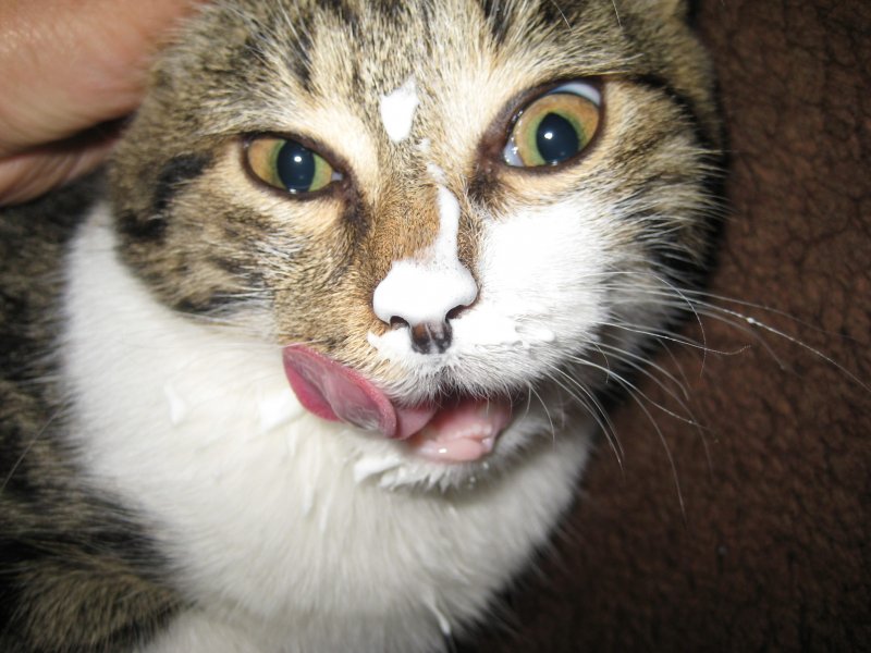 Котенок залез в лоток со сметаной (фото)