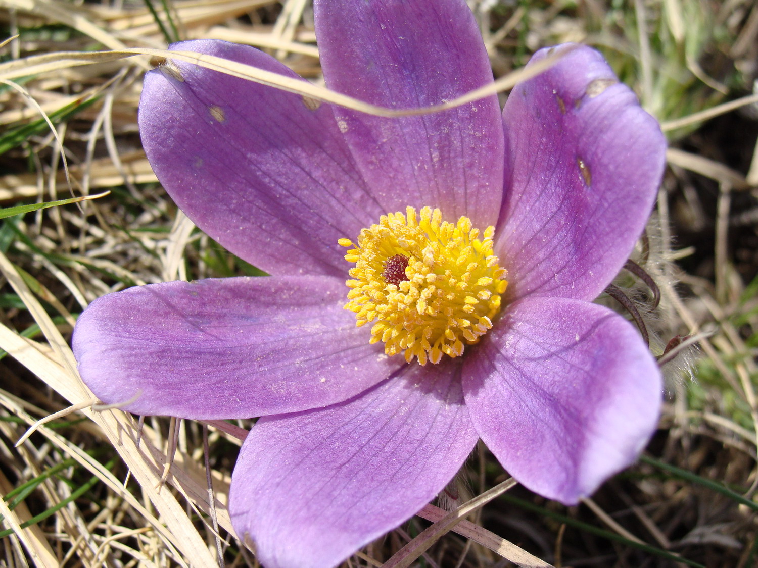 Pulsatilla turczaninovii прострел Турчанинова