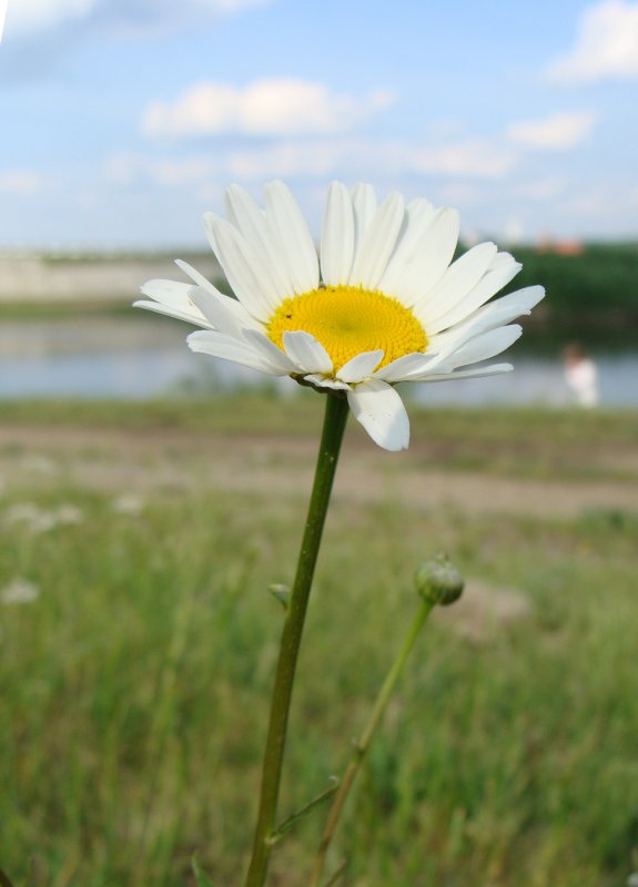 Стебель ромашки