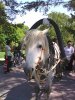 ученая цирковая лошадь подрабатывает извозом детей в сквере у цирка
