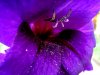 фиолетовый гладиолус