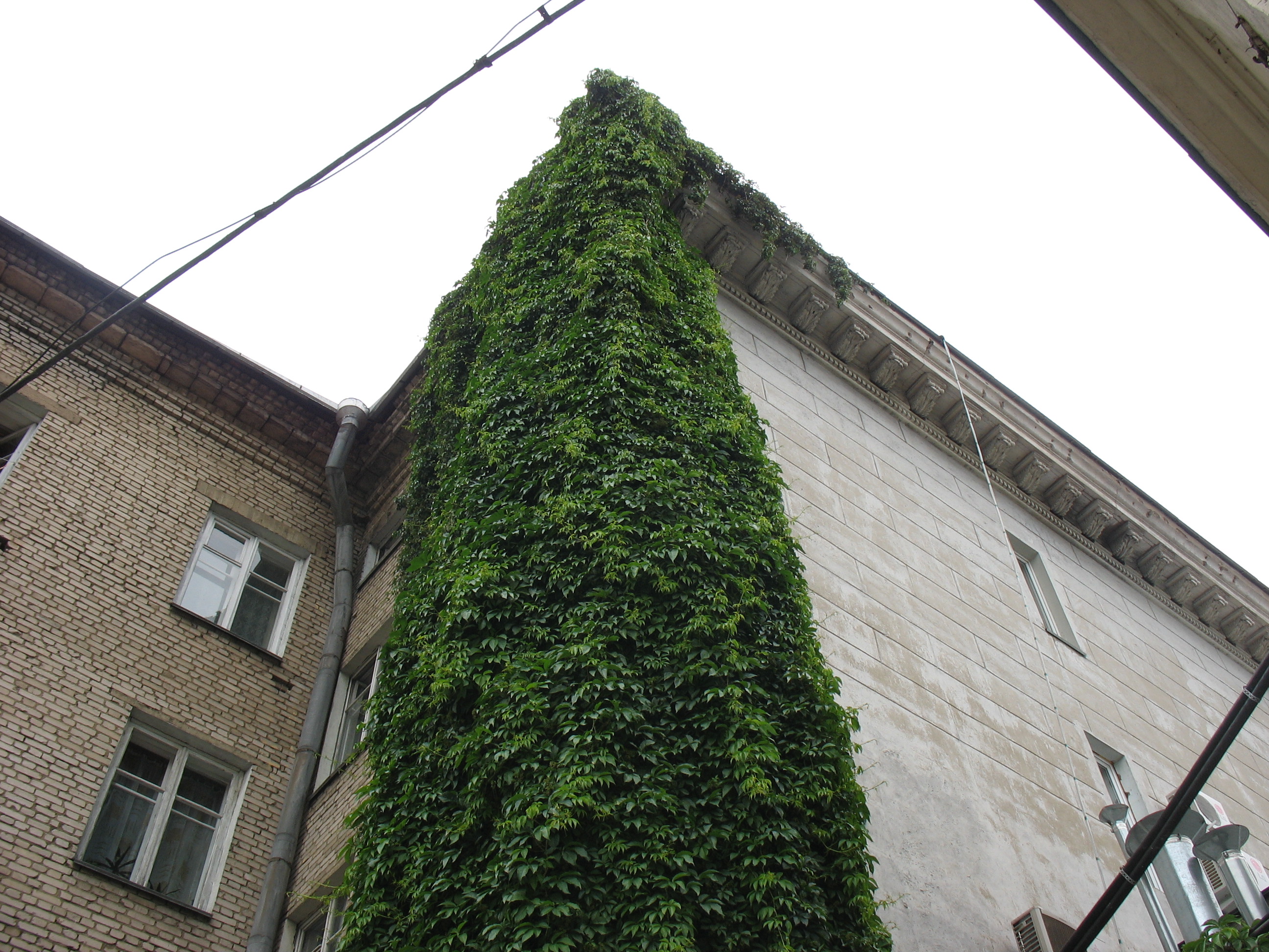 Дикий виноград на фасаде здания