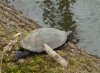 Болотная черепаха на наших болотах (Коптево, Москва)