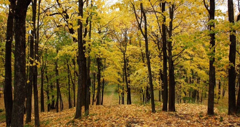 http://www.fotoplex.ru/photos/marinskiy/Pavlovsk/i-75859.jpg